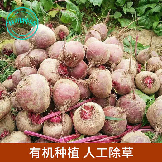 生态种植甜菜根 约5斤装 商品图2