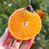 【季节限定】红美人 橘子中的爱马仕 果园直发 礼盒装精品大果 6斤 商品缩略图0