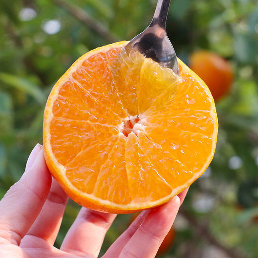 【季节限定】红美人 橘子中的爱马仕 果园直发 礼盒装精品大果 6斤 商品图0