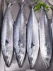 冰鲜【顺丰包邮】青岛本地海捕大鲅鱼4斤（约1.5-2斤/条） 商品缩略图0