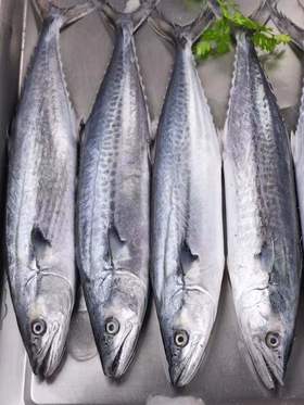 冰鲜【顺丰包邮】青岛本地海捕大鲅鱼4斤（约1.5-2斤/条）
