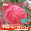 洛川红富士苹果24枚装80#果（约11-12斤）【GY】 商品缩略图0
