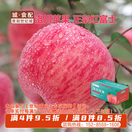 洛川红富士苹果24枚装80#果（约11-12斤）【GY】 商品图0