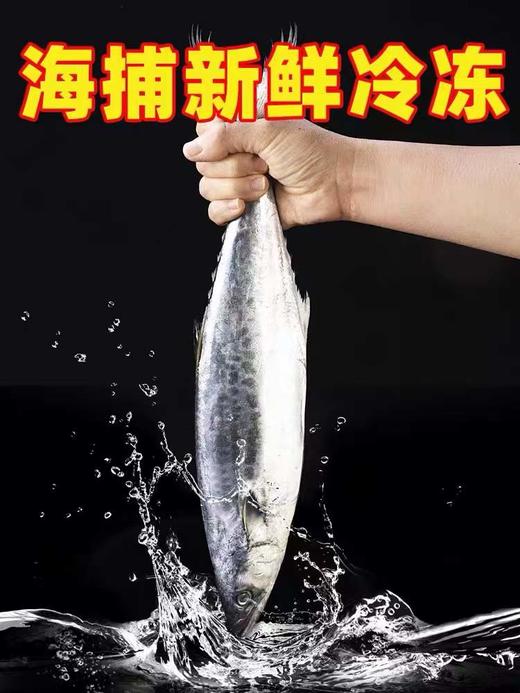 冰鲜【顺丰包邮】青岛本地海捕大鲅鱼4斤（约1.5-2斤/条） 商品图2