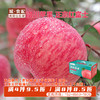 洛川红富士苹果16枚装80#果（约7-7.5斤）【GY】 商品缩略图0