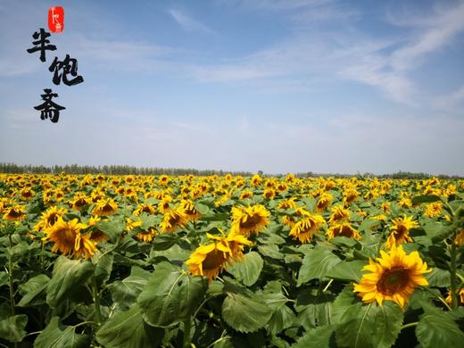 半饱斋瓜子——不用陈瓜子 原味0添加，不加盐（原味、五香味、红枣味、山核桃味） 商品图6