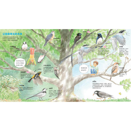 小天角 谁掉了青色的羽毛？:认识我们身边的鸟类 4-10岁 给孩子的鸟类知识入门科普绘本 商品图3