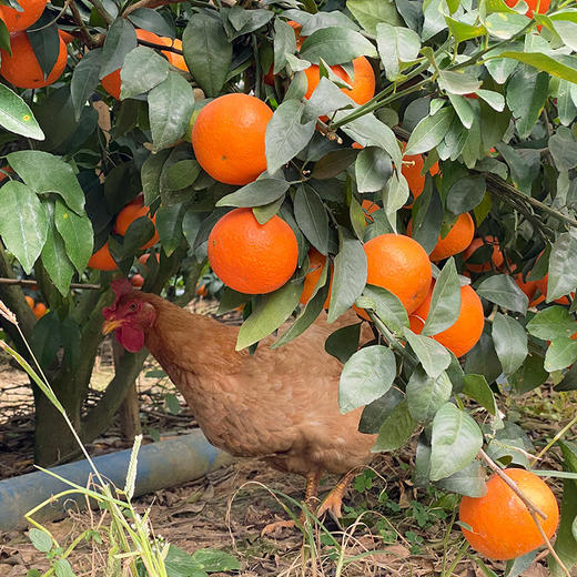 广西武鸣沃柑 甘冽多汁 皮薄易剥 细嫩化渣 商品图6