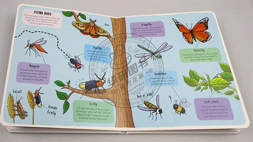 小小探险家 虫子 英文原版绘本 Little Explorers Bugs 儿童英语启蒙纸板翻翻书 英文版进口原版书籍 商品图2