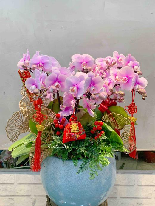 新年礼丨6株蝴蝶兰盆景创意装饰款 商品图1