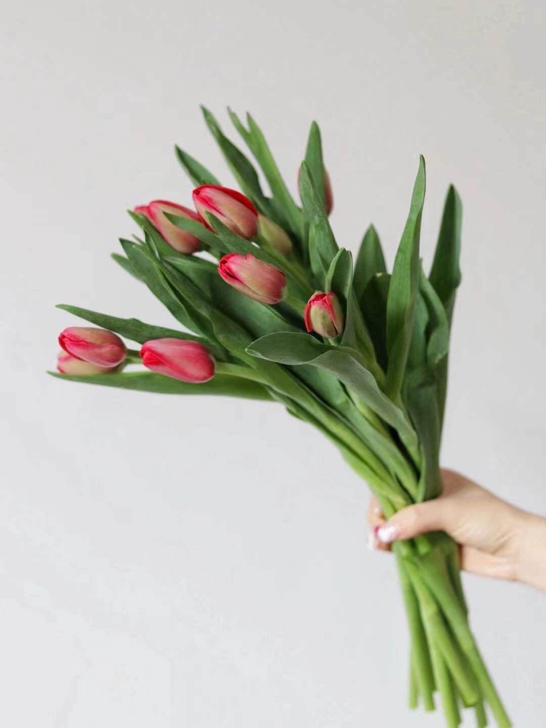 【周四秒杀】红色郁金香69.8元