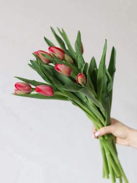 【周四秒杀】红色郁金香69.8元