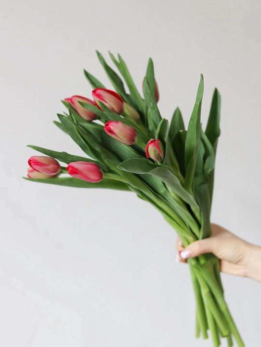 【周四秒杀】红色郁金香69.8元 商品图0