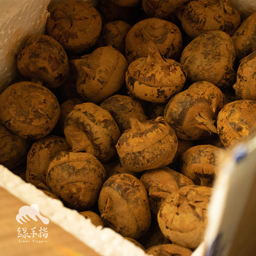 生态马蹄| 合作生产 *Eco-water chestnut | Coproduction 商品图6