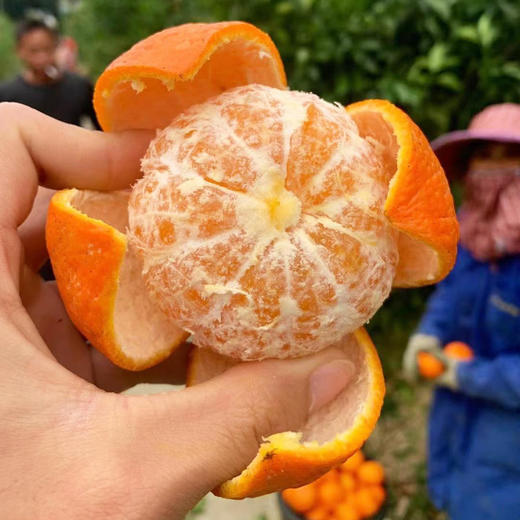 广西武鸣沃柑 甘冽多汁 皮薄易剥 细嫩化渣 商品图2