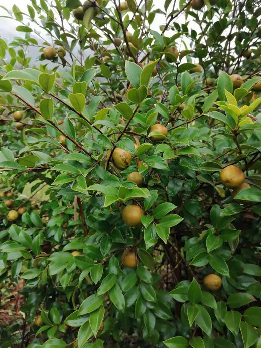 来自我老家的山茶油（2024年 不参与活动） 商品图2