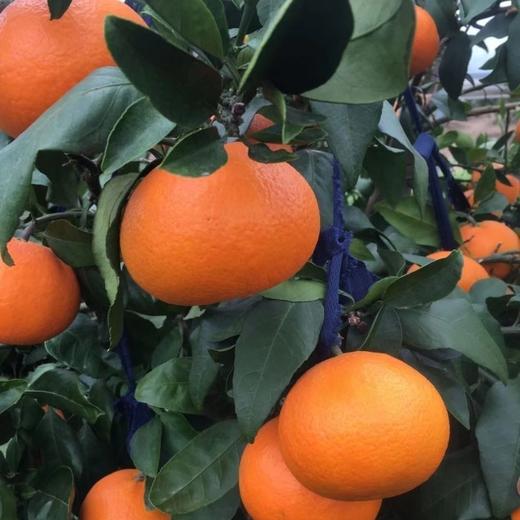 【季节限定】红美人 橘子中的爱马仕 果园直发 礼盒装精品大果 6斤 商品图1