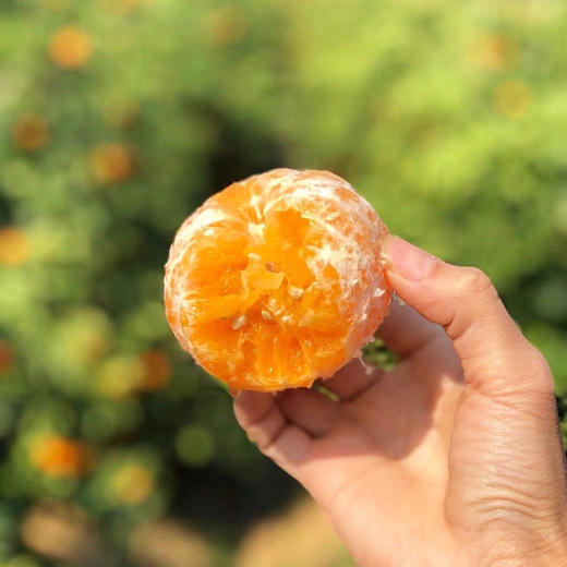 广西武鸣沃柑 甘冽多汁 皮薄易剥 细嫩化渣 商品图3