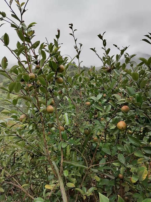 来自我老家的山茶油（2024年 不参与活动） 商品图1