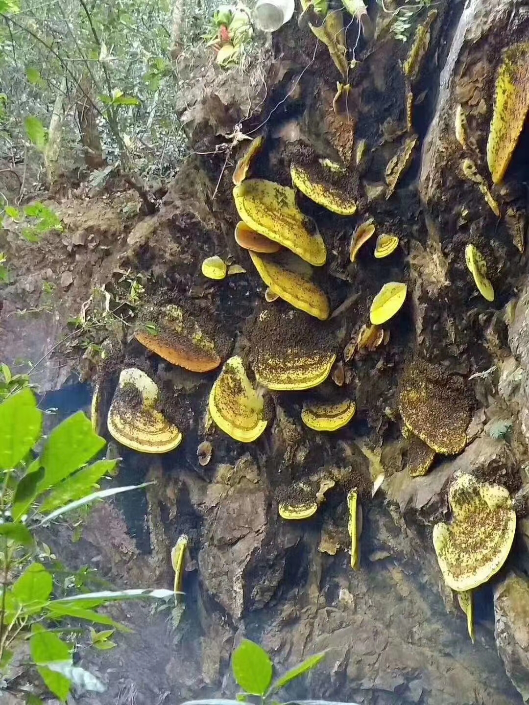 安叶家自产岩蜜/挂蜜（500克）