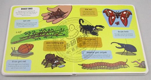 小小探险家 虫子 英文原版绘本 Little Explorers Bugs 儿童英语启蒙纸板翻翻书 英文版进口原版书籍 商品图1