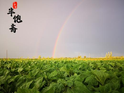 半饱斋瓜子——不用陈瓜子 原味0添加，不加盐（原味、五香味、红枣味、山核桃味） 商品图5