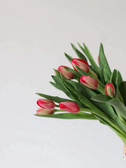 【周四秒杀】红色郁金香69.8元 商品图1