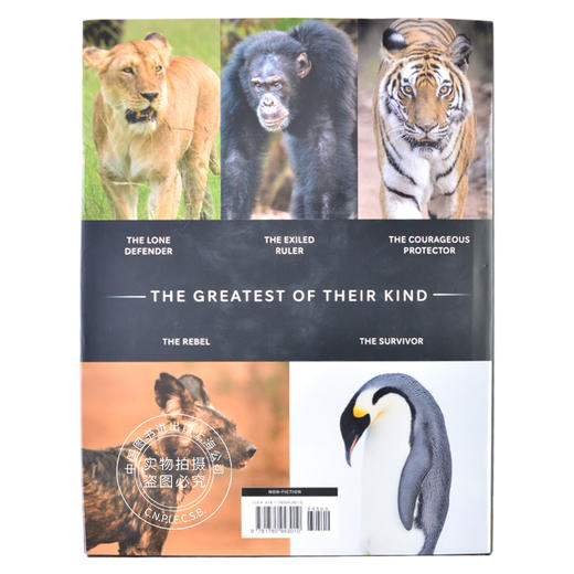 现货 王朝：动物王国兴衰史 英文原版 Dynasties: The Rise and Fall of Animal Families 精装大开本 BBC出品纪录片自然科普摄影 商品图4