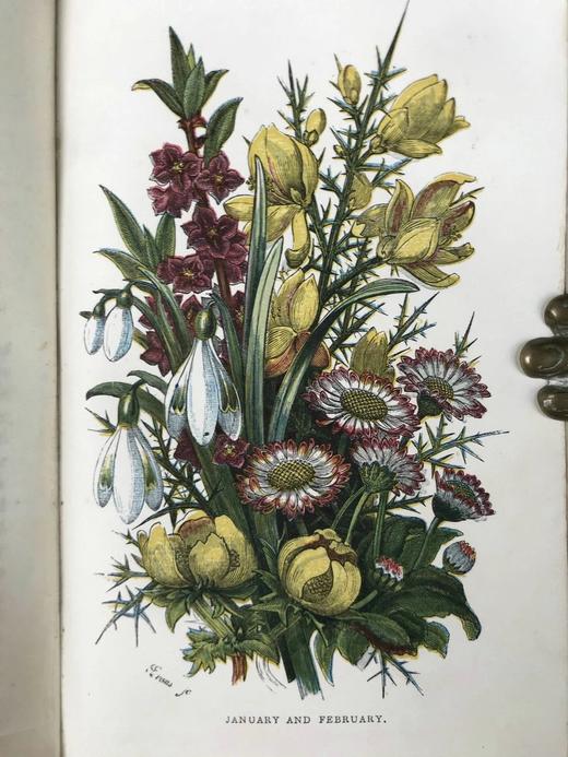 1859年 野花图鉴 8页套色版画171幅黑白版画插图 漆布精装64开 商品图8