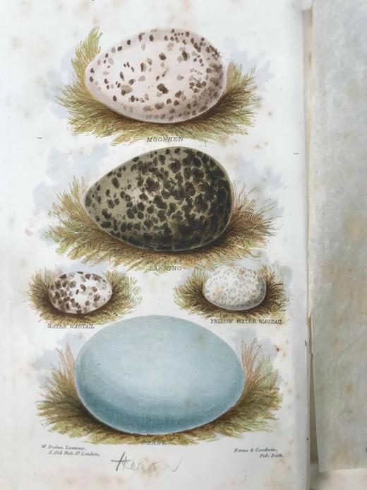 约19世纪后期 英国鸟卵图鉴 6页套色版画插图 漆布精装36开 商品图3