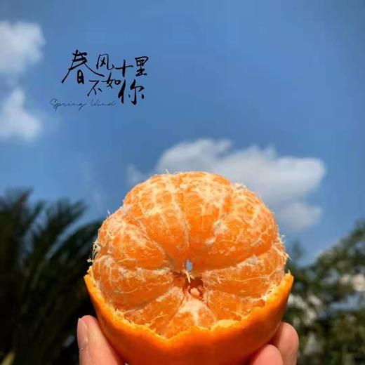 【四川•春见（耙耙柑8斤/10斤）】清甜果粒多 爆汁脆嫩 皮薄易撕不脏手 现摘现发 商品图7