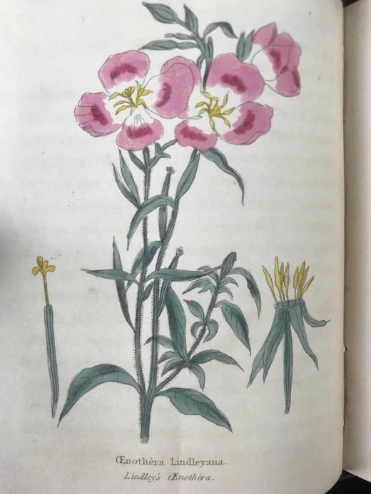 1833年 园艺指南 数十幅版画插图（部分为手工上色版画） 漆布精装64开 商品图8