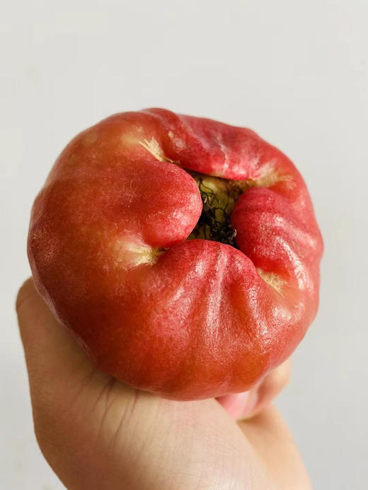 南鹿一号牛奶莲雾  纯有机，脆甜水嫩多汁，润肺润喉 商品图1