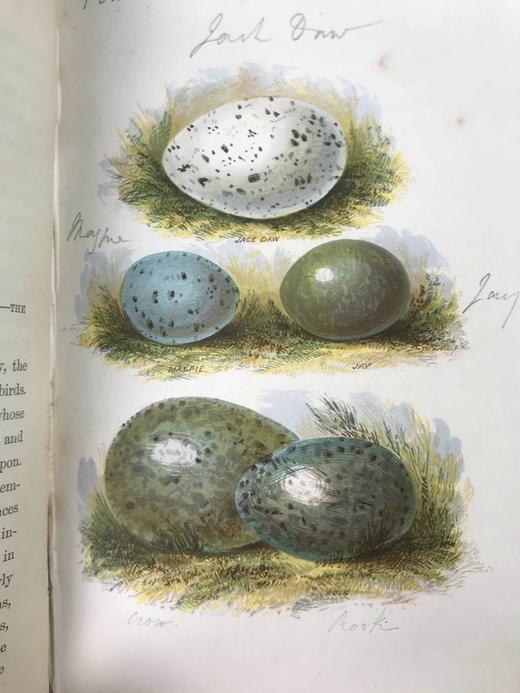 约19世纪后期 英国鸟卵图鉴 6页套色版画插图 漆布精装36开 商品图8