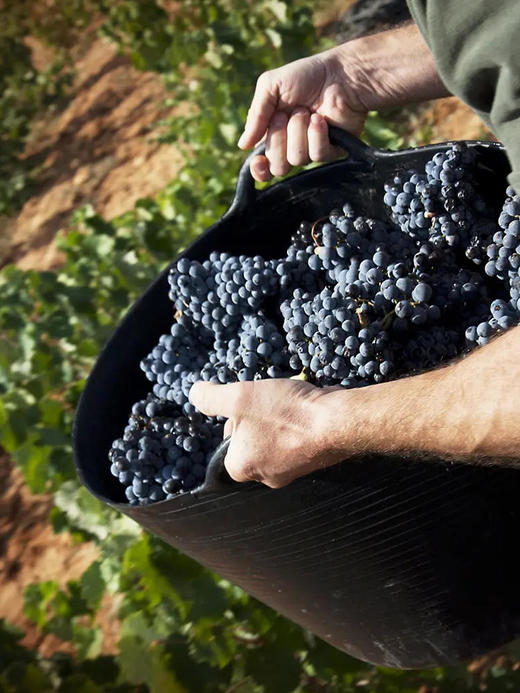 【30年以上老藤丹魄精心酿制】ELTOCADOR西班牙DO级红酒750ml*6支 商品图6