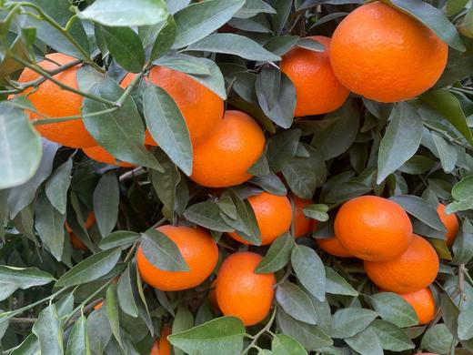 广西沃柑 商品图6