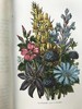 1859年 野花图鉴 8页套色版画171幅黑白版画插图 漆布精装64开 商品缩略图12
