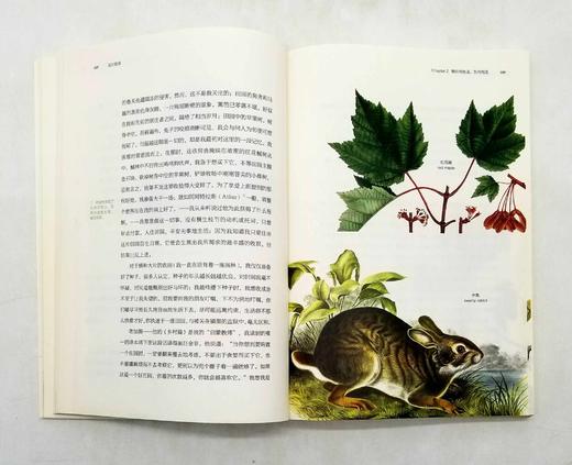 博物图鉴：《瓦尔登湖》+《鸟的魅力》，梭罗等著，华中科技大学出版社2018年版 商品图8