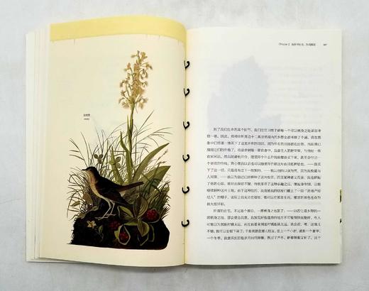 博物图鉴：《瓦尔登湖》+《鸟的魅力》，梭罗等著，华中科技大学出版社2018年版 商品图5