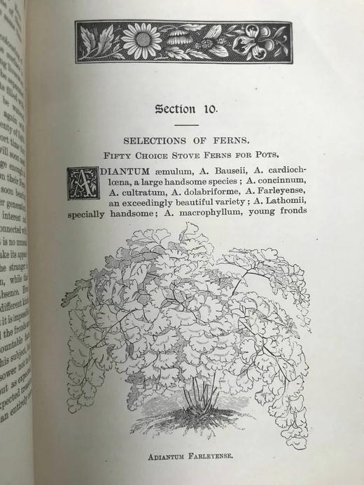 约19世纪后期 蕨类植物与文化 数十幅版画插图 漆布精装32开 商品图11