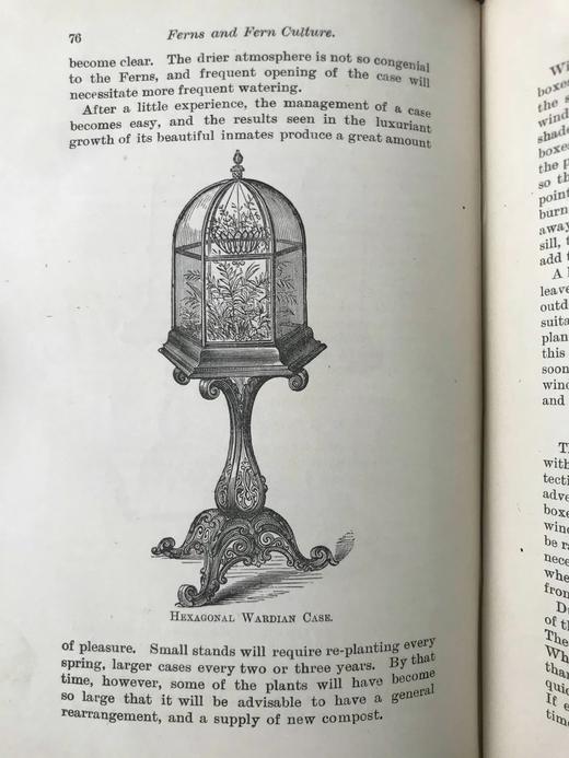 约19世纪后期 蕨类植物与文化 数十幅版画插图 漆布精装32开 商品图12