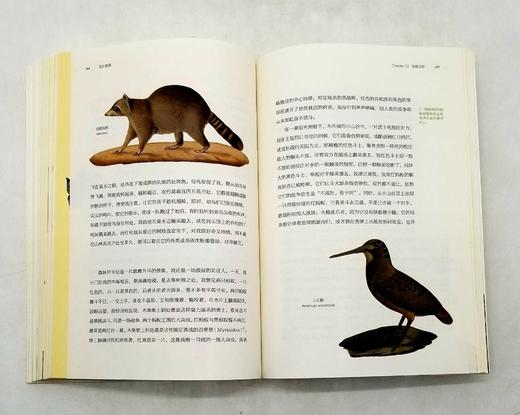 博物图鉴：《瓦尔登湖》+《鸟的魅力》，梭罗等著，华中科技大学出版社2018年版 商品图11