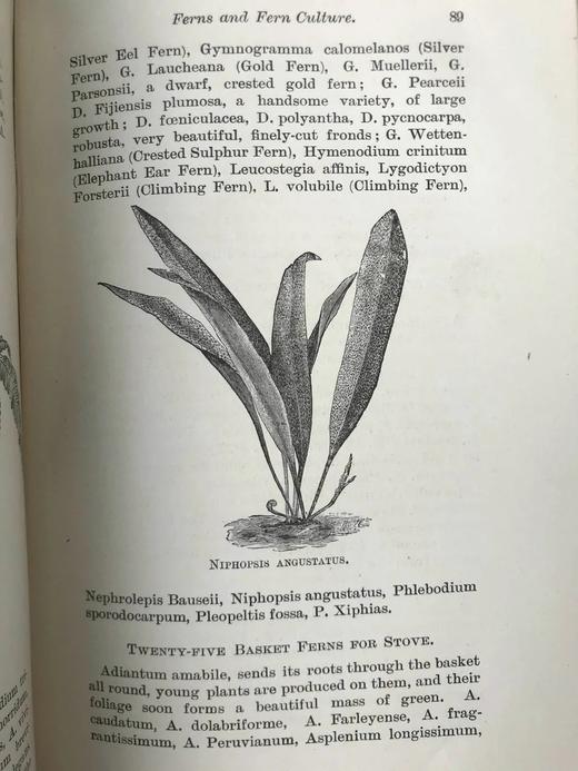 约19世纪后期 蕨类植物与文化 数十幅版画插图 漆布精装32开 商品图9