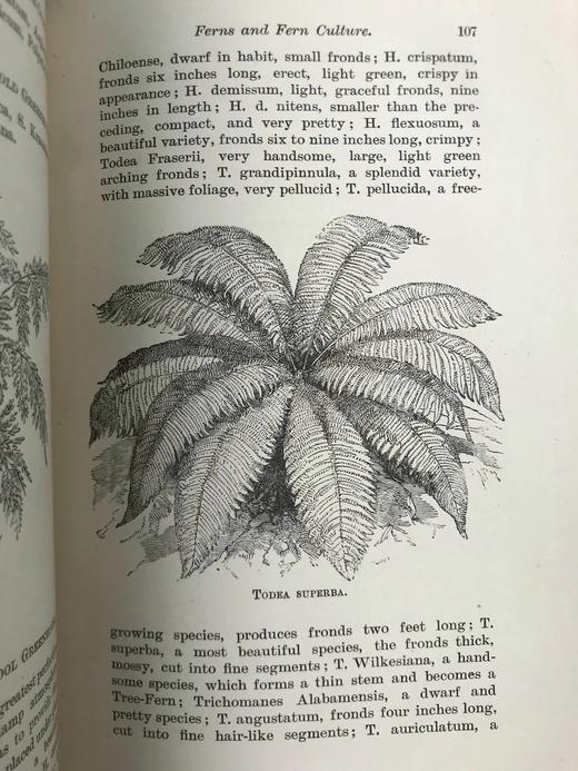 约19世纪后期 蕨类植物与文化 数十幅版画插图 漆布精装32开 商品图6