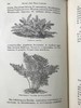 约19世纪后期 蕨类植物与文化 数十幅版画插图 漆布精装32开 商品缩略图7