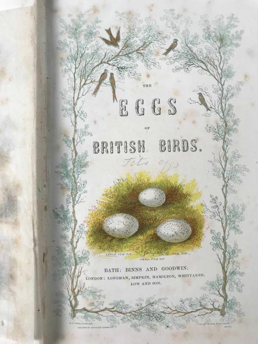 约19世纪后期 英国鸟卵图鉴 6页套色版画插图 漆布精装36开 商品图4