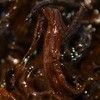 【8年老班章熟普】纯手工制茶 8年陈化 醇香霸气 商品缩略图6
