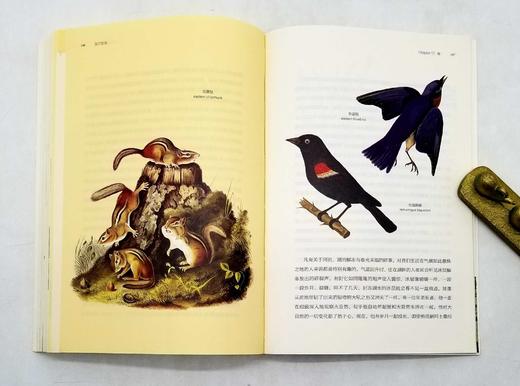 博物图鉴：《瓦尔登湖》+《鸟的魅力》，梭罗等著，华中科技大学出版社2018年版 商品图14