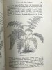 约19世纪后期 蕨类植物与文化 数十幅版画插图 漆布精装32开 商品缩略图8