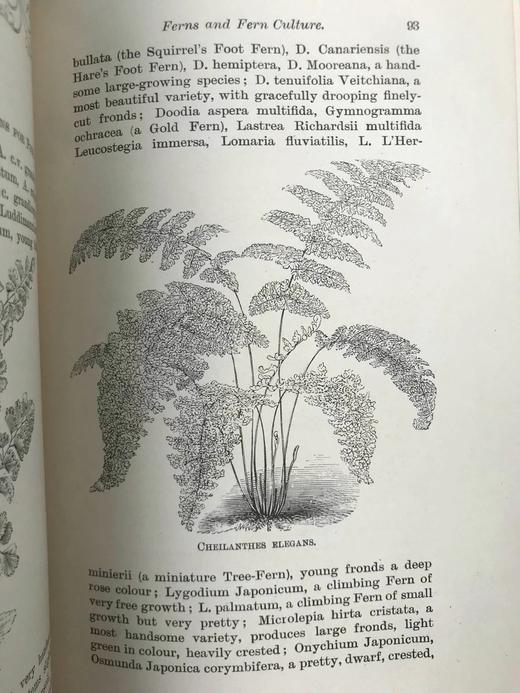 约19世纪后期 蕨类植物与文化 数十幅版画插图 漆布精装32开 商品图8